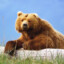 1CoolGrizzly