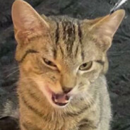 umbra avatar