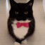 El Gato Negro