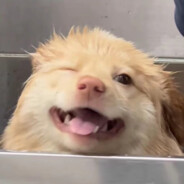 太阳下融化的蛞蝓