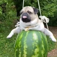 SIXмопсSEVEN(swag)