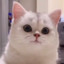 lilgrammbit