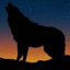 BLACK WOLF