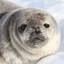 fat seal gaming