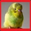 pollyparakeet