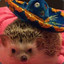 HedgehogSombrero