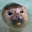 Mr.Seal