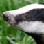 Badger 1