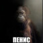 Быдло