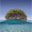 NRP_Tree Of Heaven