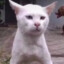 Fou