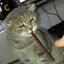 raimo