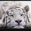All Muted