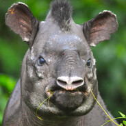 TAPIR TONI