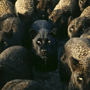 不要相信漂亮女人