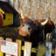 Drain Cow