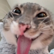 Весëлый кот