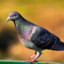 Pigeon