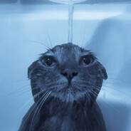 gatito