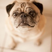 我奶常扇赵子龙