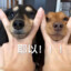 六花の饲主