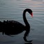 Black Swan