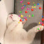 从零单排的猫猫