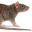 Diseased Rat