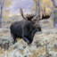 Moose