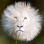 белый пушистый