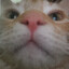 ponch
