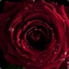 Red Rose