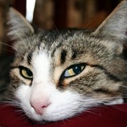 有人，救我，我舔包