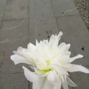 一心想喝可乐的小忱