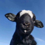 小杨的油条三米长