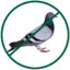 caçador de pombo