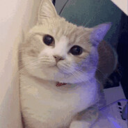 sᴛɢʟ ᴡʜɪᴛᴇ ᴄᴀᴛ