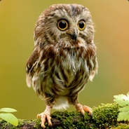 Turtle avatar