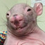 Rattard