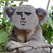 Koalafied Proctologist