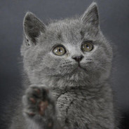 提莫队长胖小灰