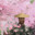 Pro100tit
