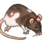 Rodent