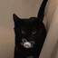 binky cat
