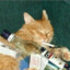 gato_ressacas