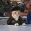 General Meow