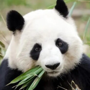 猫神的开心时刻