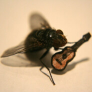 Fly with guitar