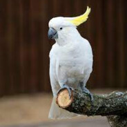 Birdie Antlerz