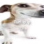 True ip ip